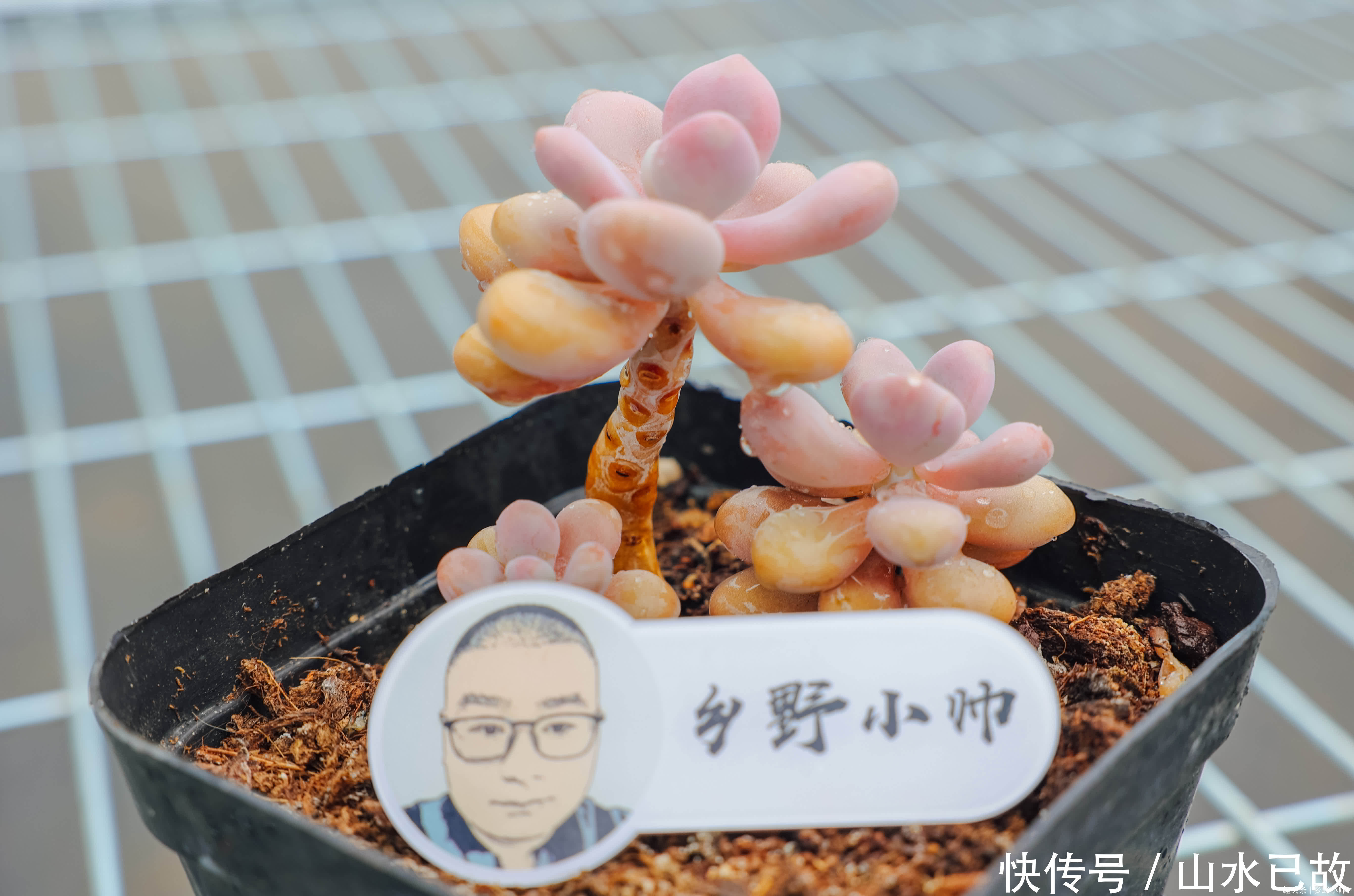 蓝姬莲|美滋滋的多肉,都是杂交品种,小帅带你认识这些“混血儿”