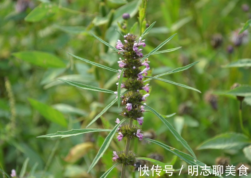 月经不调|十个女性九个腰痛,此物煮粥吃,腰不疼了,手不麻了,身体棒了