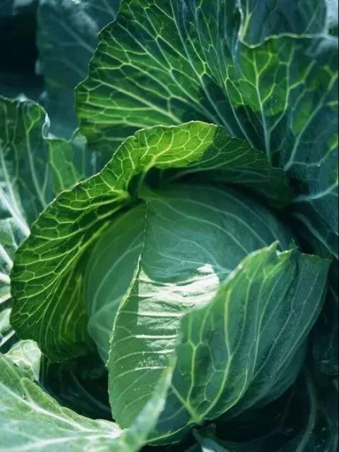 李志刚|白菜萝卜统统靠边,它才是菜王!清理血管、养胃护胃…才几毛钱一斤