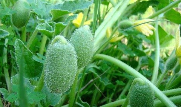 野瓜|在农村看到这个“野瓜”，可不要好奇，请离远一点，沾上就是病