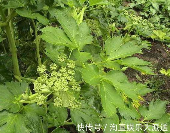 有心人|农村的野草，长在农田里没有人认识，有心人摘下来卖出高价