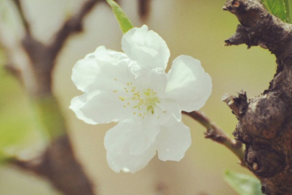 生肖|“吃软不吃硬”的4大生肖女,只能被丈夫宠着,吵架从不低头