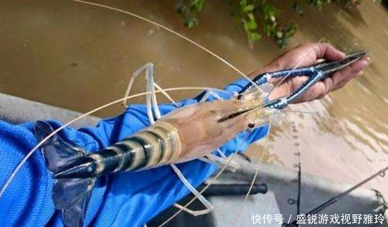 苏州|巨虾来袭?苏州钓鱼人汾湖钓起“大虾王”,钓友:太大了还能吃吗