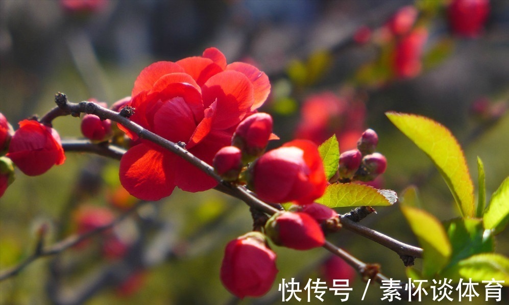 此花被誉为花中的神仙,还是一种潇洒的花,花色艳而不妖