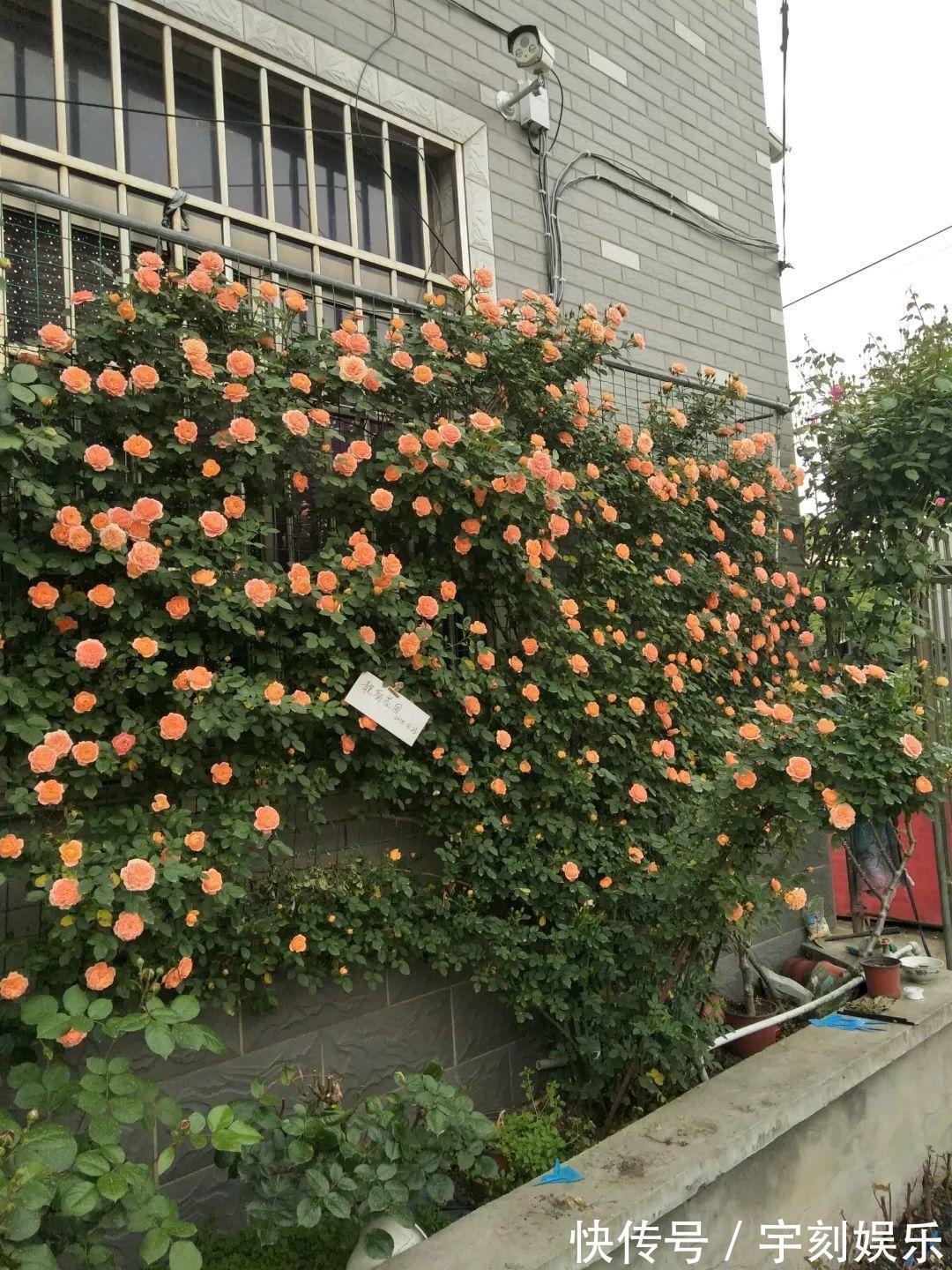 花友|月季胃口大,土里埋点料,长成一面大花墙!