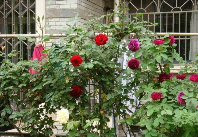 立冬之前,快点给此3种花一刀剪,要不来年叶子全掉光