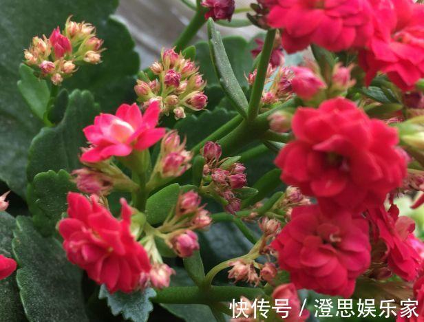 叶子|长寿的花苞迟迟不开用它喷两次，很快就能鼓起来！