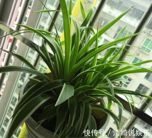 搬走|家里的“2个”地方，别再“养花”了，养了也得搬走
