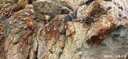 老人|美国老年痴呆最新测试很多老人已经无法找到图中的小动物