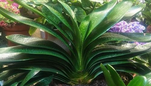 “懒养”君子兰,一年不施肥,叶片油亮,花朵娇艳,花开四季不断