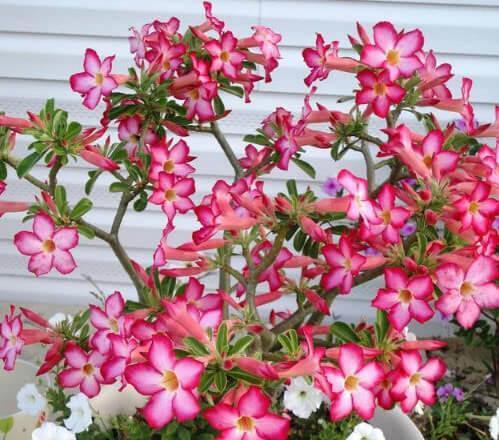 对待懒人超友好的花卉,冬天一样开花,既好养又漂亮,花朵艳丽