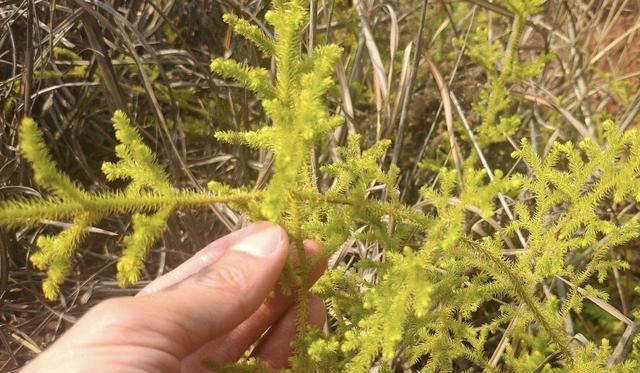  生长|小溪边，1种野草像“蜈蚣”，名称是“铺地蜈蚣”，甚是珍贵