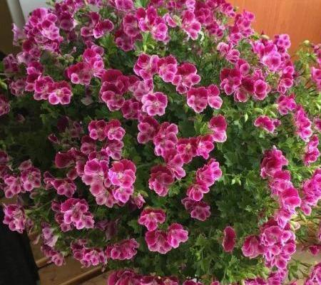 养盆天竺葵，从小到大都“爱肥”，爆发力足！一爆满盆大花球