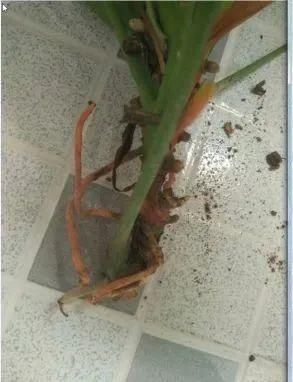 虎皮兰,红掌,吊兰养成老桩,变成大树,真壮观