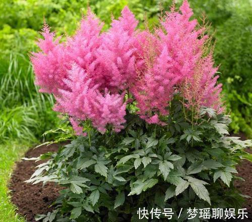 漂亮|此花开花漂亮,好养又浪漫,养一盆年年有花赏