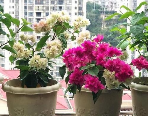 养花种草用土得靠谱给它这样杀菌消毒,虫卵、细菌被消灭干净