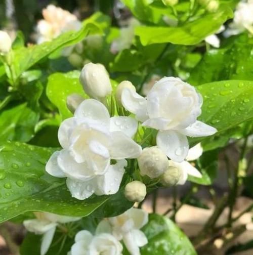 适应能力|5种花美的出奇,有阳光就爆盆,给点水就疯长,太好养