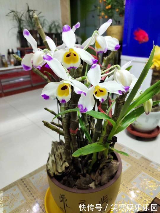 深山老林的美艳石斛,原来在家也能养,使劲洒水就猛长!