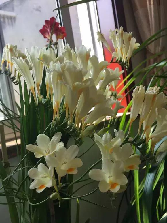 好看|还在养绿萝家里养盆“香香花”,好看好闻,清香四溢精神好!