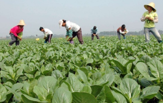 尿酸过高|高尿酸的“元凶”出现了，专家表示不想肾脏衰竭，4种食物多吃