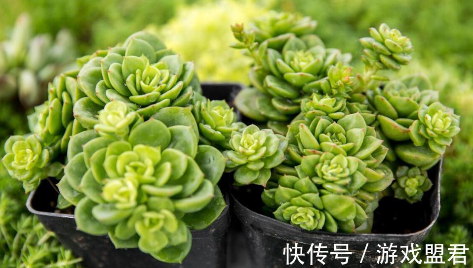 网上买的多肉回家怎么处理种植,多肉养护技巧