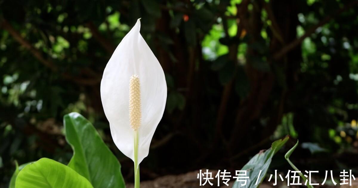 叶片|4种“四季花”，好养又漂亮，一年至少能开300天，值得拥有