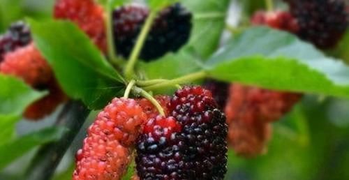 身体素质|人到中年,推荐常吃3物,排毒润肤,延缓衰老,提高身体素质