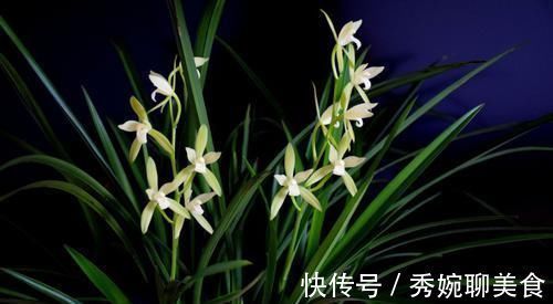 酸碱度|兰花长势比较弱，试试几个小技巧，保准一片生机！