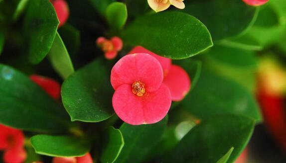 家养几款花卉,花大色艳胜玫瑰,花朵烂漫迷人,颜值超高的