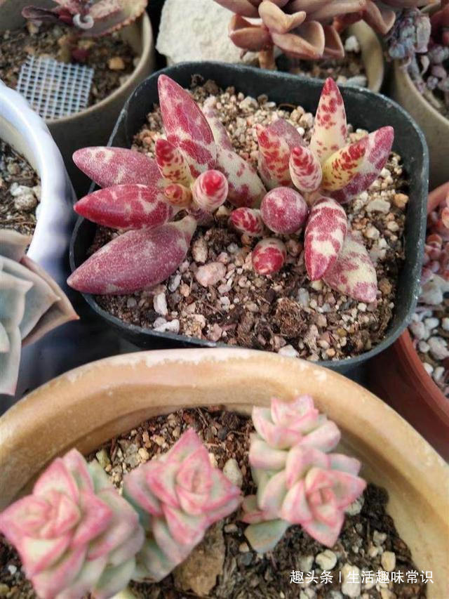 蛋壳掺土“喂”多肉植物，生的熟的用哪种