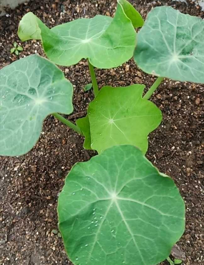 花儿|阳台养花可以养它，皮实好养很勤花，美丽一个秋天，花色也很绝