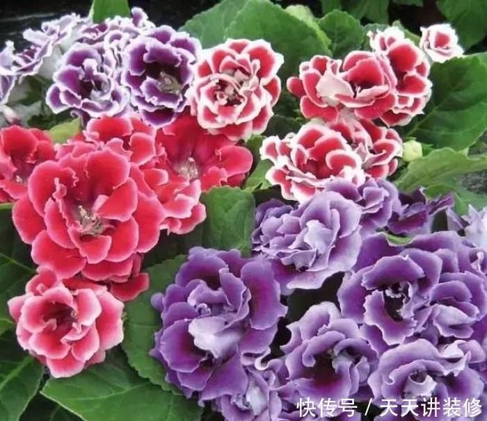 光照|3种“耐阴花”,适合北阳台,不见太阳也能开花,四季轮流开不断