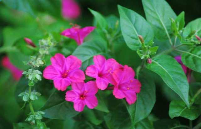 家里4种盆景赶紧扔掉,容易生病,再好看也不能养