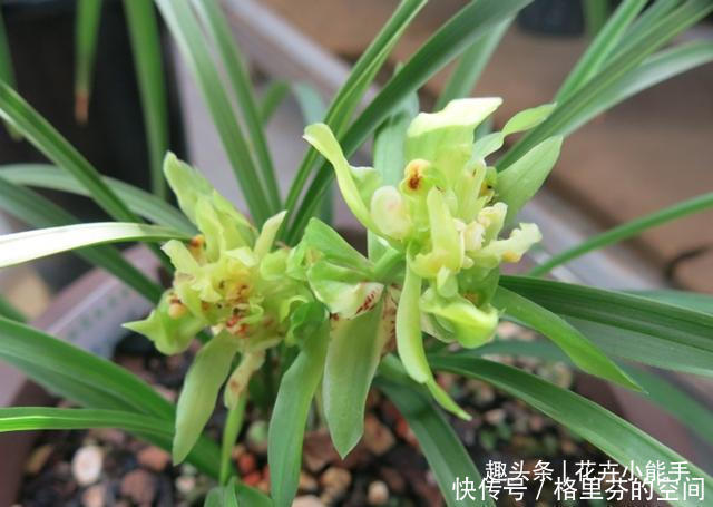 花瓣|这款兰花,一盆能香遍一条街,花型奇特,花瓣多到数不清,值得养