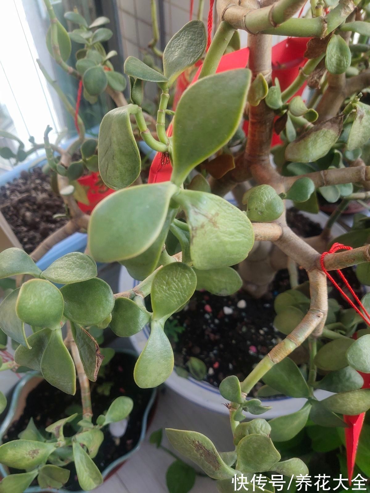 3种长寿植物,动辄能活上百年,妥妥养成传家宝