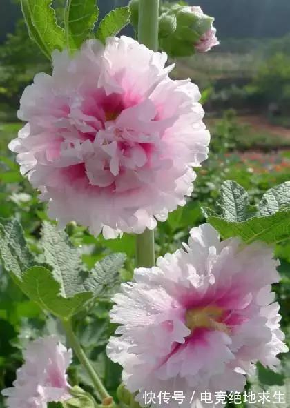 13种“漂亮花”,零下20度也冻不死它,大雪天依旧能开,又香又艳