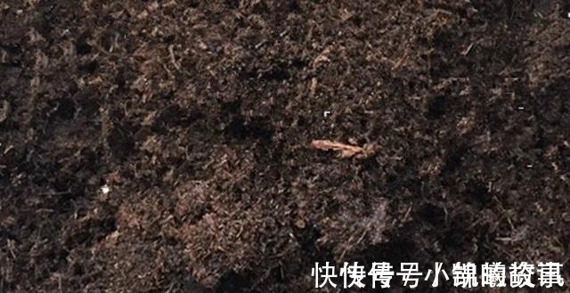 豆饼粉|养花25年,就认准了这种土,十年不换盆都啥事没有!