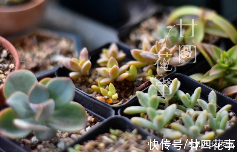 新手养多肉不会浇水？1个小技巧，看一看捏一捏，轻松控水出状态