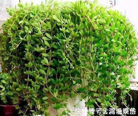 这种盆栽绿植比绿萝还好养,不用管也能爆盆,关键时刻能救命!