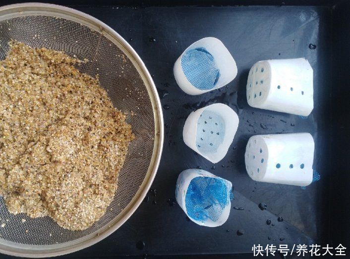 7种“落地生根”花，春天多插几棵，成活率特别高