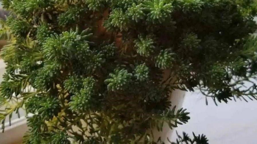 施肥|看似是草，实际是多肉，薄雪万年草，养殖抓住4个细节长得漂亮