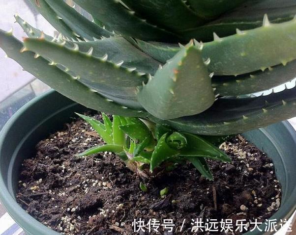 养花|夏季养花,首选这些不怕晒,不怕旱的花卉,养着省心、看着养眼