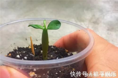 花盆|养这三种花,盆越小,开的花越多,放大盆还容易死