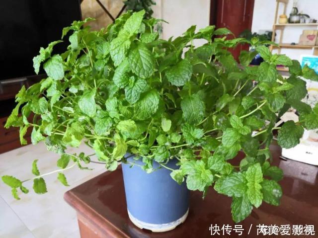 石斛兰|人养花，花也养人，这15种花，越养家里越干净