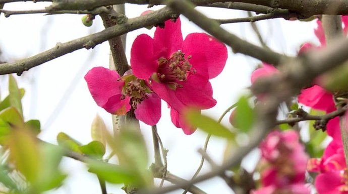 中年|綦江：初春时节赏花季 木瓜海棠俏争春