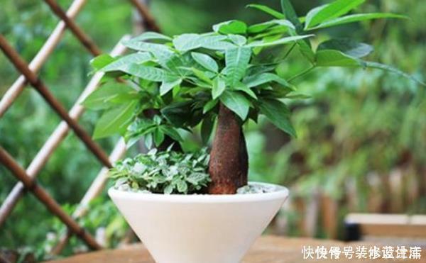 桂花|有钱人家中养花特讲究，就只养此4种花，难怪好运直上不停