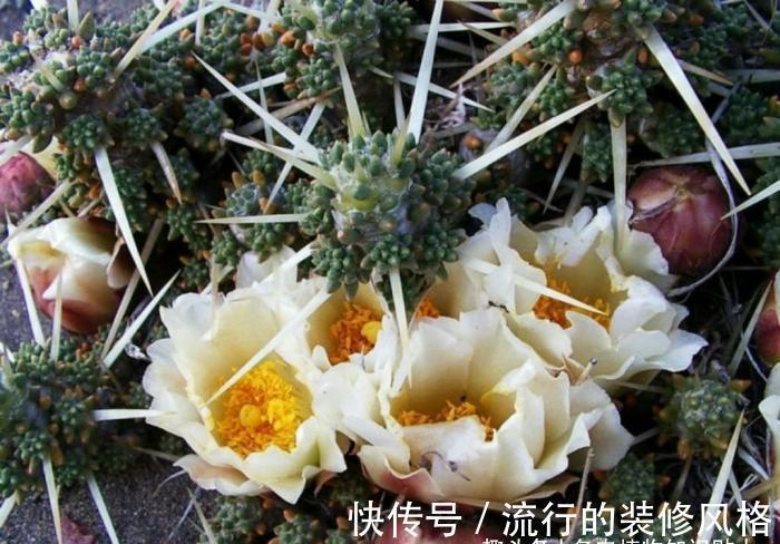 多肉植物|拟叶仙人掌，不同寻常的多肉植物，仙人掌科的奇葩