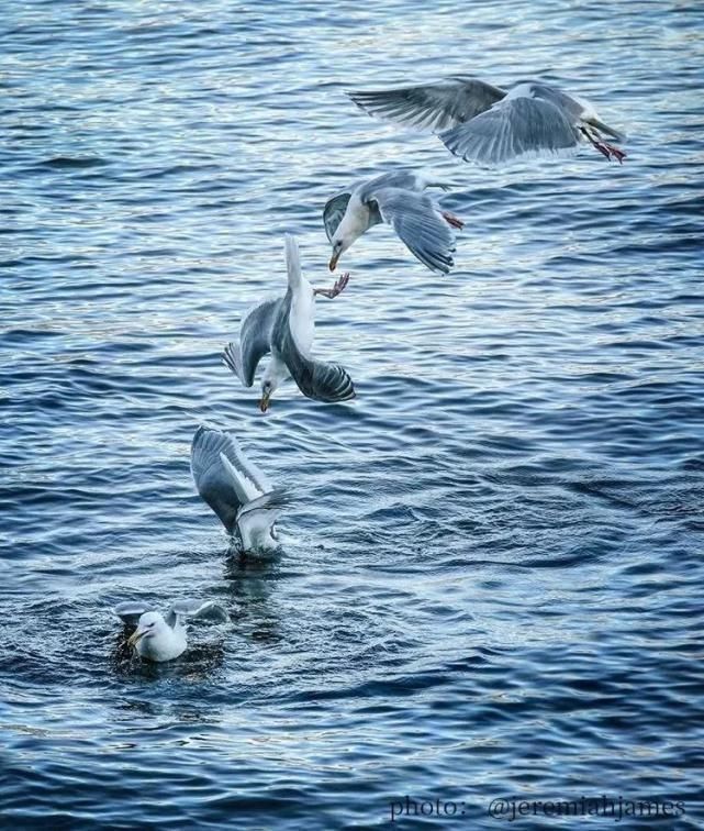 泛旅行一城一故事在斯坦利公园的绿色生活温哥华,世界上最绿的城市