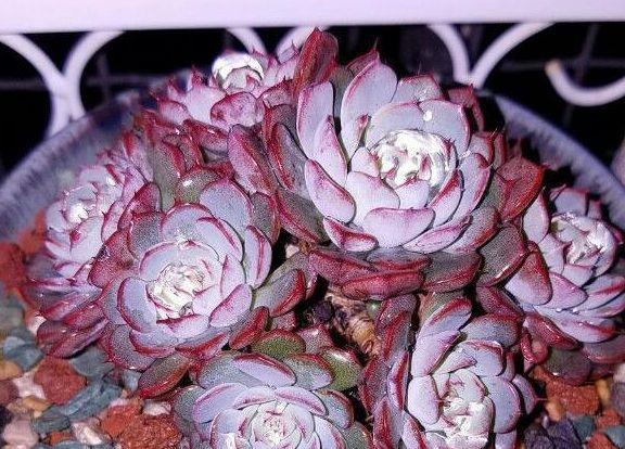 有些品种的多肉植物少浇水多晒 简单养护就能美 快资讯