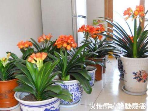 浇水|君子兰是“懒汉”,要懒养,不黄叶不烂根,年年开花多,美呆了